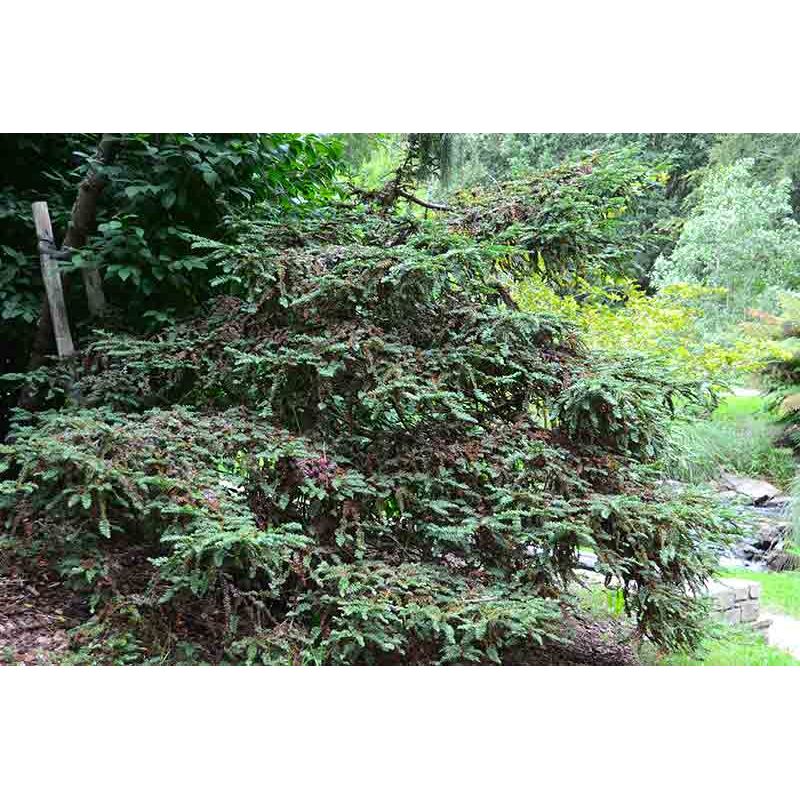 Sequoia sempervirens 'Prostrata' - Pépinière des Laurains